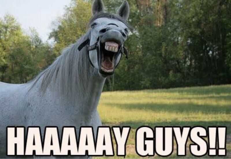 Funny Hay Guys