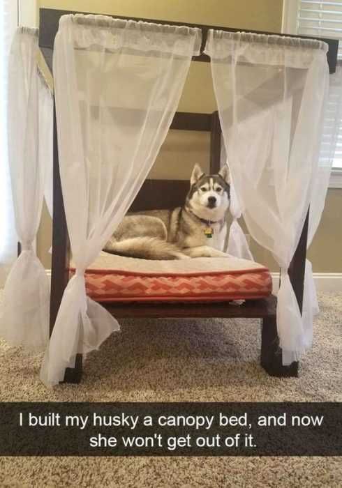 Funny Husky Dog