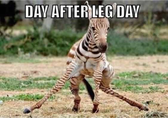 Funny Leg Day
