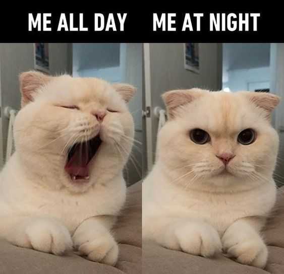 Funny Me All Day