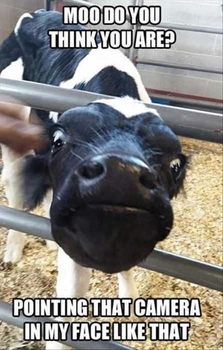 Funny Moo Camera