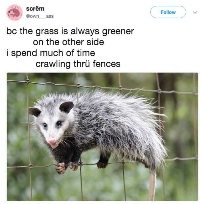 Funny Possum Fences