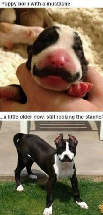 Funny Puppy Born