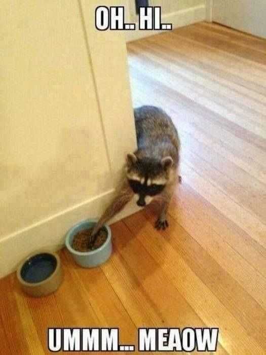 Funny Racoon Meow