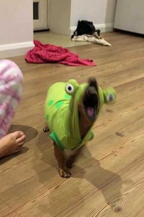 Funny Screech