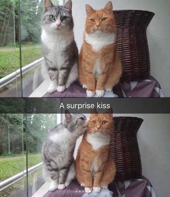 Funny Surprise Kiss