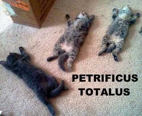 Funny Totalus
