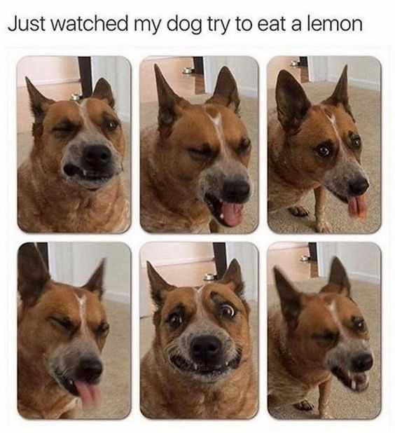 Funny Watch Lemon