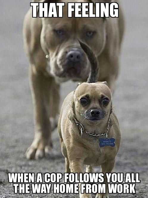Animal Follows You Home