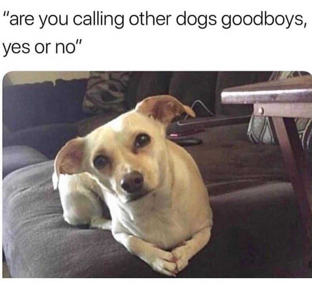Animal Good Boys