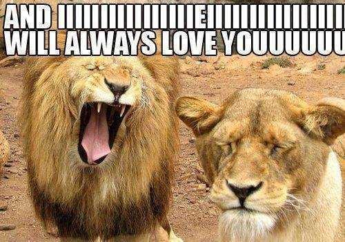 Animal Love You