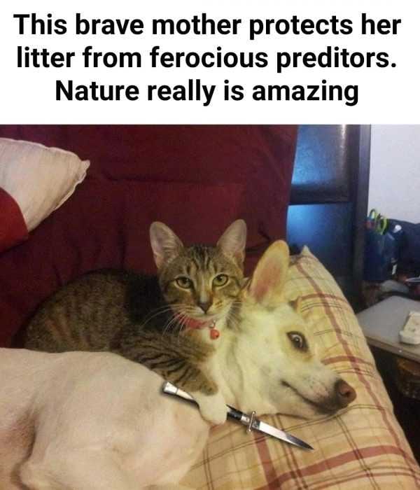 Animal Protects Predators
