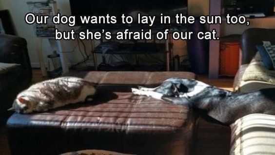 Funny Afraid Of Cat