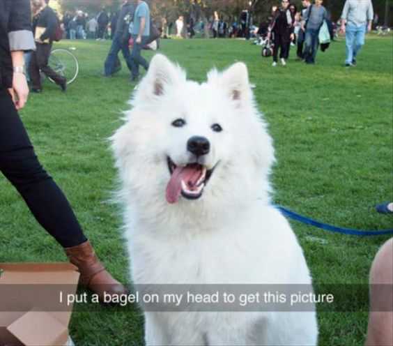 Funny Bagel Picture