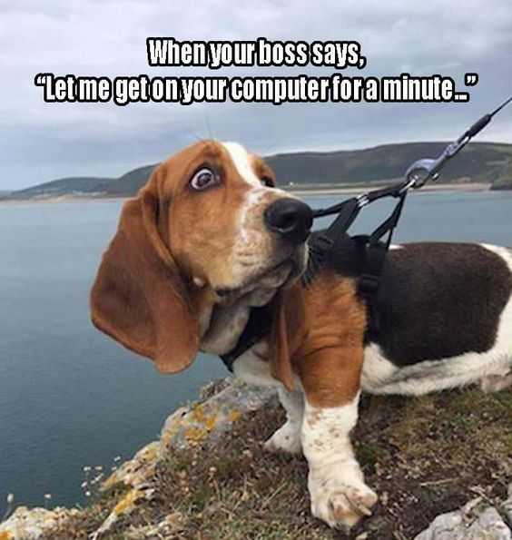 Funny Basset Hound