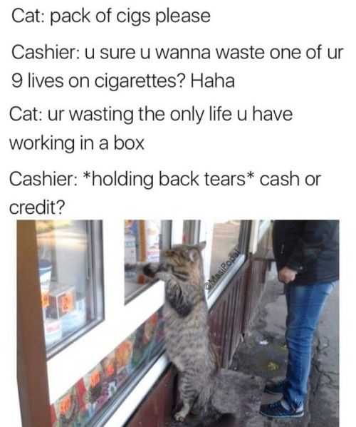 Funny Cat Cig