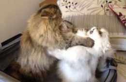Funny Cat Socio