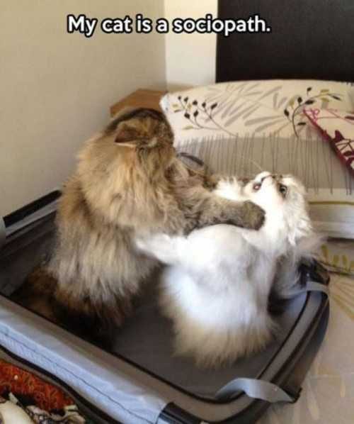 Funny Cat Socio