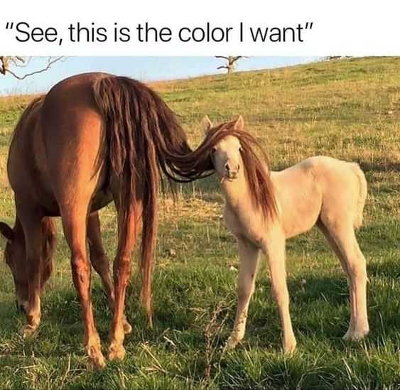 Funny Color I Want