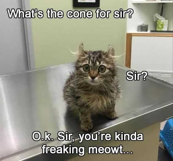 Funny Cone For