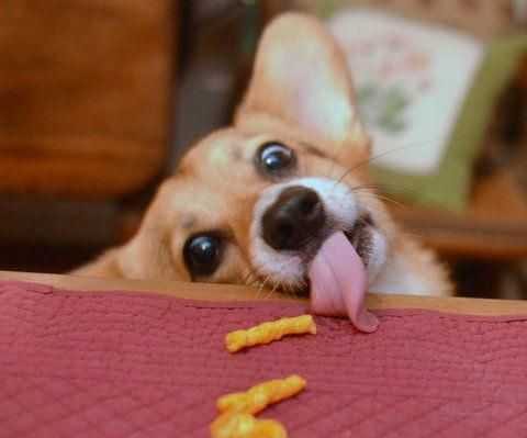 Funny Corgi Fry
