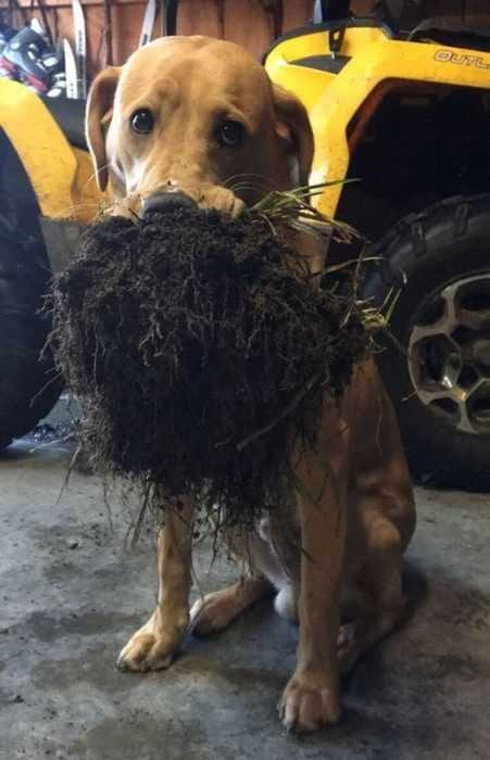 Funny Dog Dirt