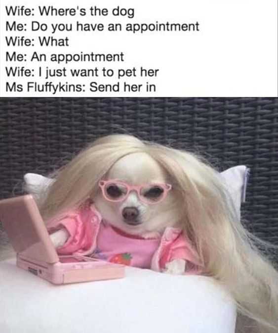 Funny Doggo Appt
