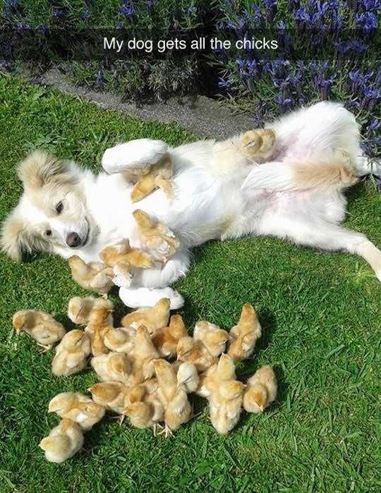 Funny Doggo Chicks