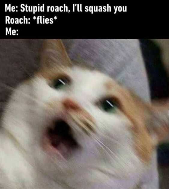 Funny Flies
