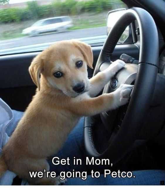 Funny Get In Mom