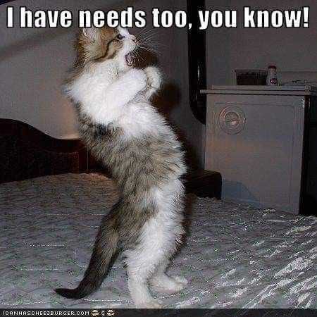 Funny Have Needs