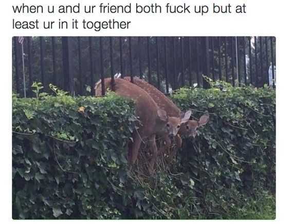 Funny In It Together