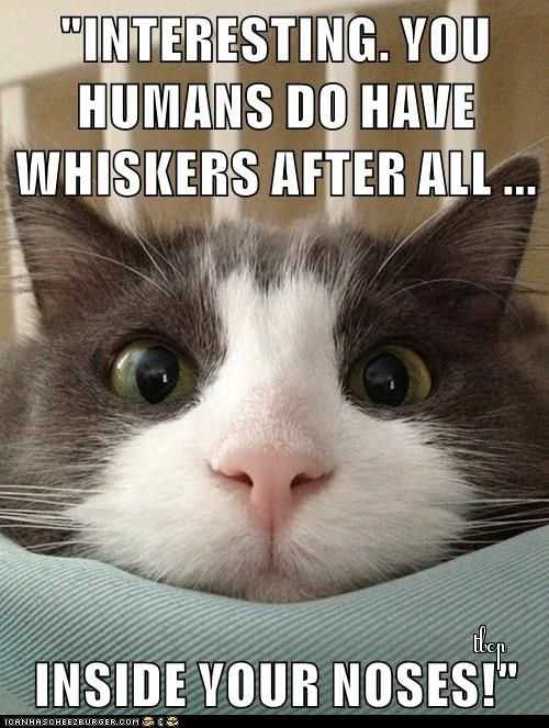 Funny Inside Noses