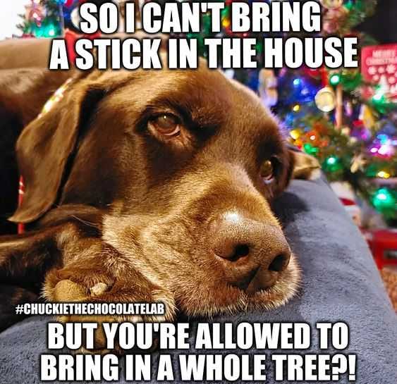 Funny Lab Tree