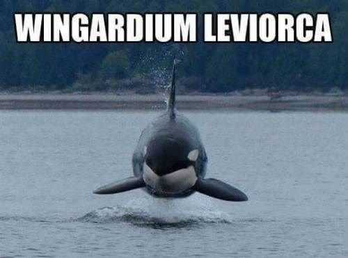 Funny Leviorca