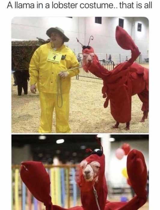 Funny Lobster Llama