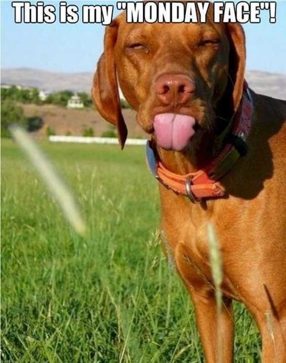 Funny Monday Face