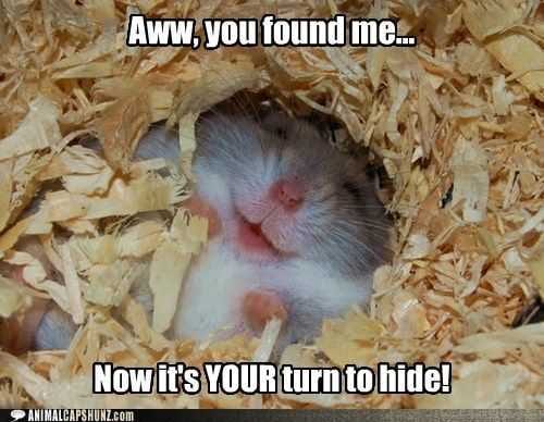 Funny Mouse Hide