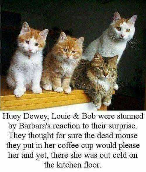 Funny Mouse In Cup