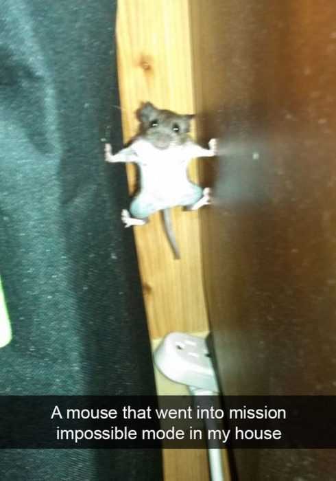 Funny Mouse Mission