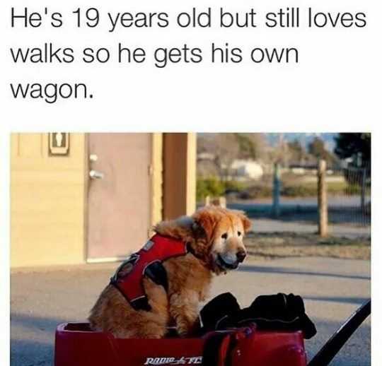 Funny Still Loves Walks