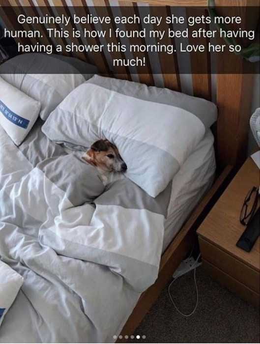 Funny Stolen Bed