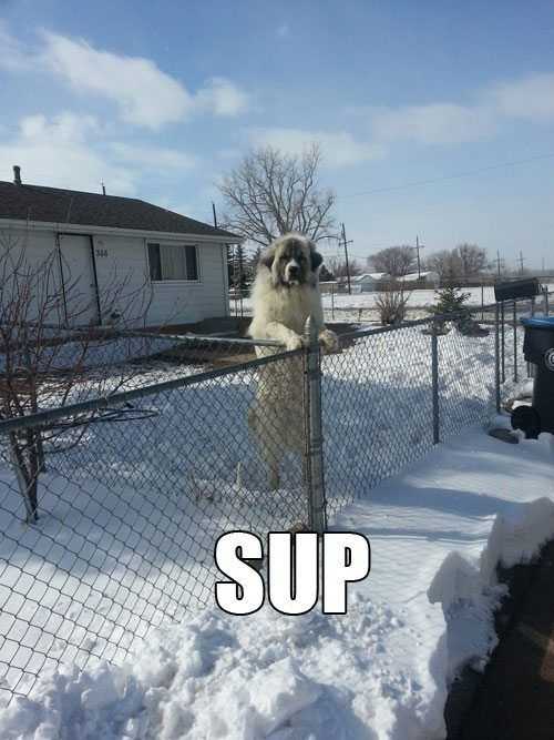 Funny Sup
