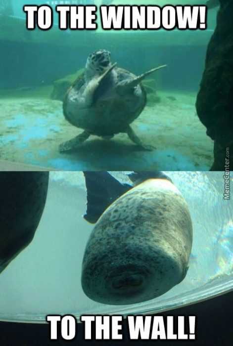 Funny Turtle Window