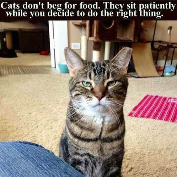 Funny Wait Right Thing