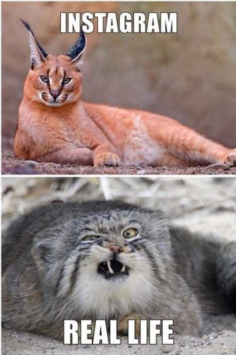 Meme Kitty Growl