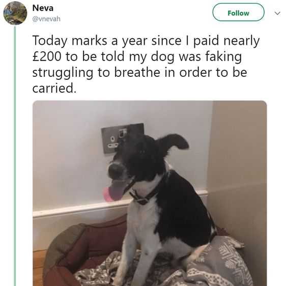 Snap Faking