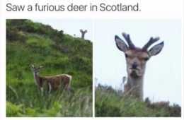 Snap Furious Deer