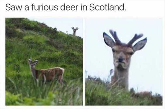 Snap Furious Deer