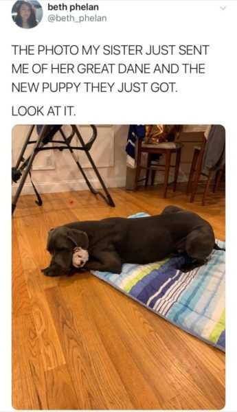 Snap Look Puppy